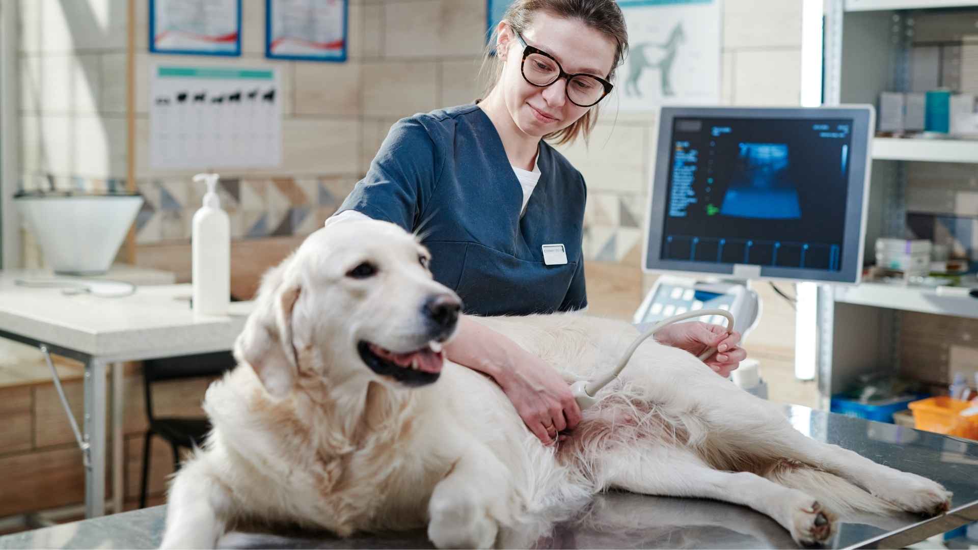ecografía perros clínica veterinaria